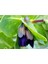 10 Adet Cerinthe Major, Pride Of Gibraltar, Honeywort Tohumu 5