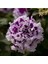10 Adet Natural Double Petunia Piruet Purpurnaya Tohumu 1