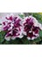 10 Adet Natural Double Petunia Piruet Purpurnaya Tohumu 2