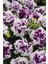 10 Adet Natural Double Petunia Piruet Purpurnaya Tohumu 3