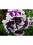 10 Adet Natural Double Petunia Piruet Purpurnaya Tohumu 4