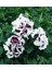 10 Adet Natural Double Petunia Piruet Purpurnaya Tohumu 5