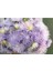 10 Adet Hazaster Hagan Light Blue Aster Tohumu 1