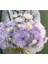 10 Adet Hazaster Hagan Light Blue Aster Tohumu 2