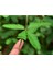 5 Adet Mimosa Pudica Sensitive Tohumu 2