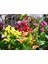 10 Adet Big Calla Lily Mix Colors Tohumu 1