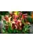 10 Adet Big Calla Lily Mix Colors Tohumu 2