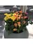 10 Adet Big Calla Lily Mix Colors Tohumu 3
