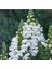Antirrhinum Majus 'royal Bride' Çiçek Tohumu 1