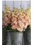 5 Adet Apricot Matthiola Incana Tohumu 1
