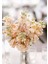 5 Adet Apricot Matthiola Incana Tohumu 3
