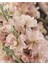 5 Adet Apricot Matthiola Incana Tohumu 4