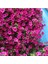 10 Adet Natural Creeping Petunia Purple Tohumu 1