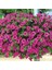 10 Adet Natural Creeping Petunia Purple Tohumu 2