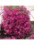 10 Adet Natural Creeping Petunia Purple Tohumu 3