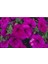 10 Adet Natural Creeping Petunia Purple Tohumu 4