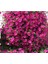 10 Adet Natural Creeping Petunia Purple Tohumu 5