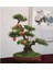 Nadir Ithal Bodur Nar Bonzai Ağacı Tohumu 5 Tohum Bonsai Tohumu 2
