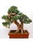 Nadir Ithal Bodur Nar Bonzai Ağacı Tohumu 5 Tohum Bonsai Tohumu 3