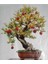 Nadir Ithal Bodur Nar Bonzai Ağacı Tohumu 5 Tohum Bonsai Tohumu 4