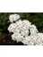 10 Adet White Yarrow Wildflower Tohumu 1