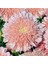 10 Adet Lovely Double-Flowered Sidonia Asters Tohumu 1