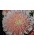 10 Adet Lovely Double-Flowered Sidonia Asters Tohumu 2