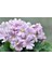20 Adet Pembe Cineraria Çiçek Tohumu 1