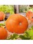 10 Adet Giant Pumpkin - Big Max Halloween Bal Kabağı Tohumu 3
