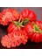 20 Adet Zapotec Pleated Domates Tohumu 1