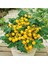 20 Adet Yellow Micro Dwarf Domates Tohumu 1