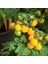 20 Adet Yellow Micro Dwarf Domates Tohumu 2