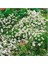 20 Adet White Splendor Brachycome Tohumu 1