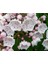 10 Adet Mountain Laurel Tohumu 1