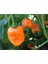 Çok Acı Habanero Biberi Tohumu 5 Adet Tohum Biber Tohumu 1
