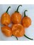 Çok Acı Habanero Biberi Tohumu 5 Adet Tohum Biber Tohumu 2