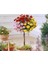 5 Adet Bodur Üç Gül Bonsai Ağacı Tohumu 1