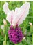 10 Adet Pink Spanish Lavender Tohumu 2