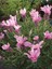 10 Adet Pink Spanish Lavender Tohumu 3