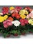 Karışık Renkli Gerbera Çiçeği Tohumu 2