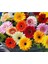 Karışık Renkli Gerbera Çiçeği Tohumu 3