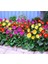 Karışık Renkli Gerbera Çiçeği Tohumu 4