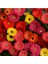 Karışık Renkli Gerbera Çiçeği Tohumu 5