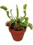 Venus Fly Trap Tohumu 5 Adet Tohum Etçil Bitki Etobur Bitki Sinek Kapan 1