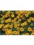 Sarı Kırmızı Tagetes Çiçeği Tohumu(20 Adet) 1