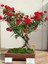 Bodur Kırmızı Gül Bonzai Ağacı Tohumu 5 Adet Tohum Bonsai Ağacı Tohumu 2