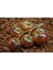 20 Adet Chestnut Chocolate Domates Tohumu 1