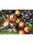20 Adet Chestnut Chocolate Domates Tohumu 2