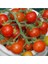 Hawaiian Currant Domates Tohumu 1