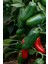 Acı Jalapeno Biberi Tohumu 20+ Adet 1